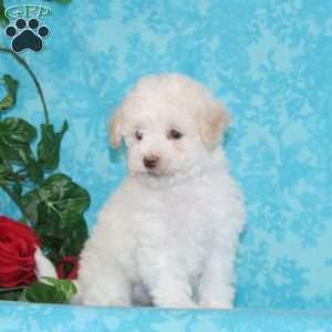 Pickle, Maltipoo Puppy